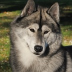 Shadow8637B HDSTlw.jpg