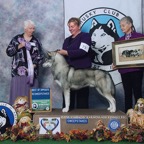 ShadowSHCA BOS SweepBlw.jpg